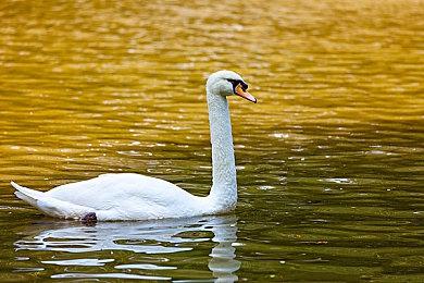 修勾回汪星 知名meme小狗Cheems去世